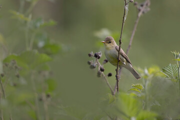 Melodious warbler Hippolais polyglotta male singing on bramble in Central France