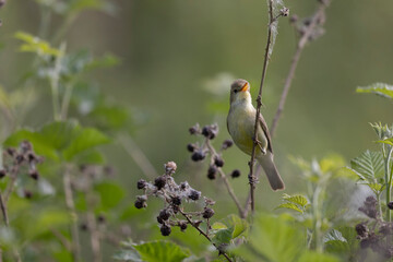 Melodious warbler Hippolais polyglotta male singing on bramble in Central France