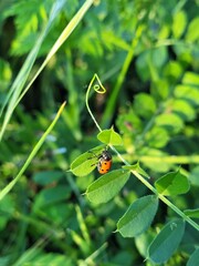 Ladybug on leaf in the nature