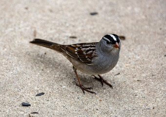 White Crowned sparrow 
