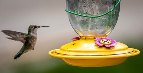 hummingbird in flight
