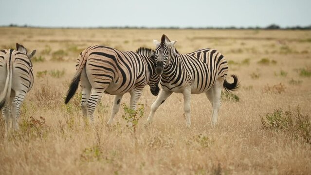 Zebras in the wildlife at daytime