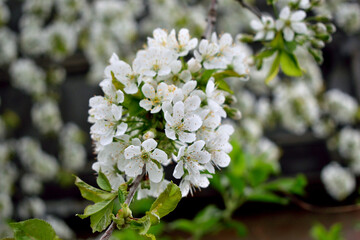 cherry blossom branch, close-up as texture for background