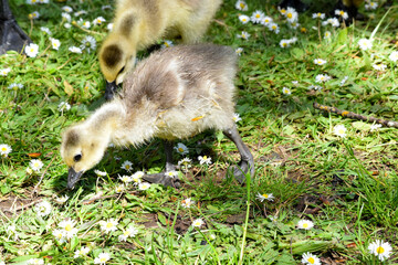 Sunlit Gosling 02