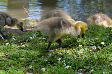 Gosling in the Grass 03