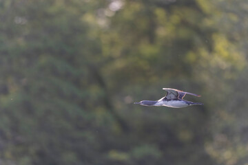 Gavia stellata Red-throated Loon in flight or taking off from a lake in Central France