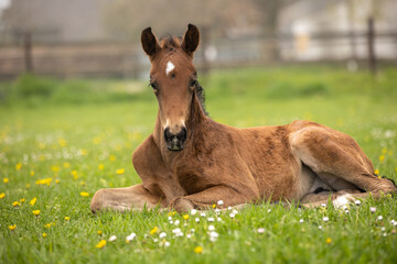 Fototapeta premium Fohlen im Frühlingsgras