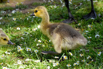 Gosling in the Grass 08
