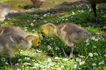 Gosling in the Grass 09