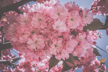  sakura tree, close-up - natural floral background