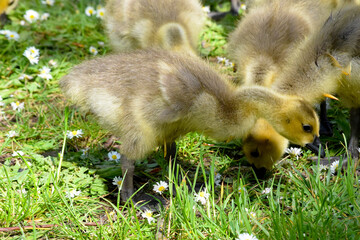 Gosling in the Grass 11