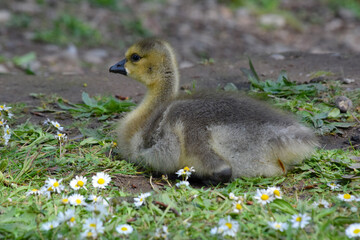 Gosling Rest 01
