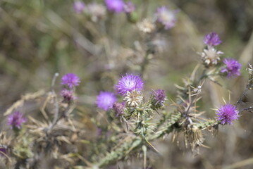 Fiori