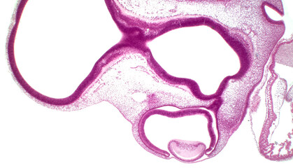 Eye development. Cells from both the mesodermal and the ectodermal tissues contribute to the formation of the eye.  In the center is a crystalline lens.