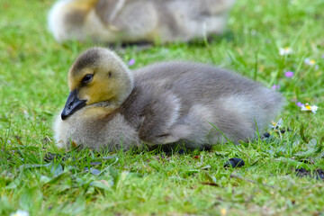 Gosling Rest 05
