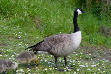Canada Goose Landscape 01