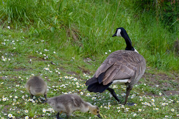 Canada Goose Landscape 02