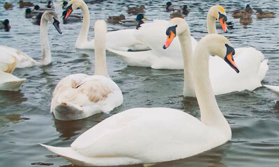 Cisnes