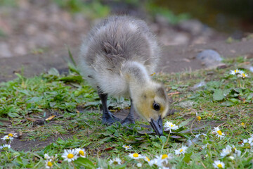 Gosling Peck 02