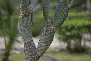 Cactus