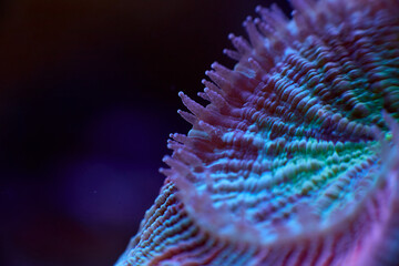 Lobophyllia close up sea coral and sea animals