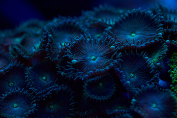 Zoanthus spp sea corals closeup