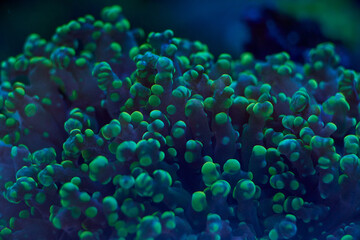 sea ​​corals Euphyllia glabrescens