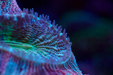 Lobophyllia close up sea coral and sea animals