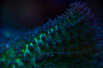 close-up sea corals Rhodactis sp