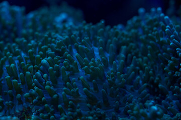 Naklejka na ściany i meble close-up sea corals Rhodactis sp