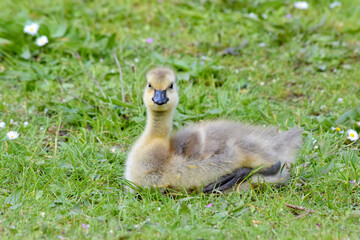 Grassy Gosling Rest 01