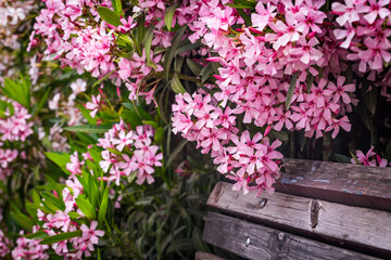 Closeup of Pink flowers of Oleander Nerium in Israel in the spring. Poisonous flowering bush Oleander, a beautiful tropical ornamental plant in the botanical garden.