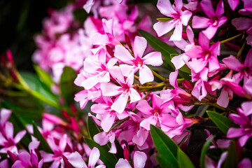 Closeup of Pink flowers of Oleander Nerium in Israel in the spring. Poisonous flowering bush Oleander, a beautiful tropical ornamental plant in the botanical garden.