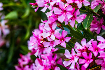 Closeup of Pink flowers of Oleander Nerium in Israel in the spring. Poisonous flowering bush Oleander, a beautiful tropical ornamental plant in the botanical garden.