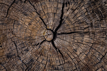 Fototapeta premium Brown wooden backround. Cross section of the tree with annual rings. Oak wood. Empty space for text. Grunge wooden texture.