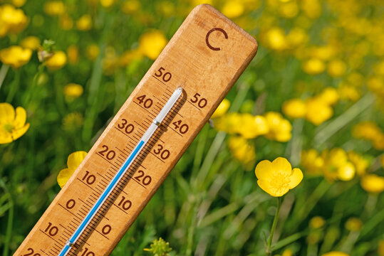 Thermometer auf einer Blumenwiese in der Sommerhitze