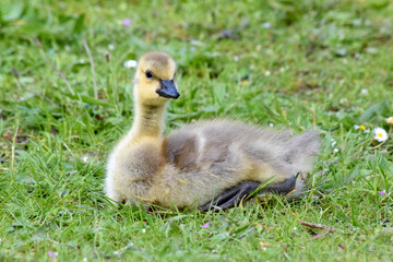 Grassy Gosling Rest 07