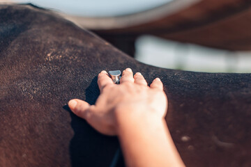 hand of the veterinarian placing a stethoscope on the horse's back to examine the breath -...