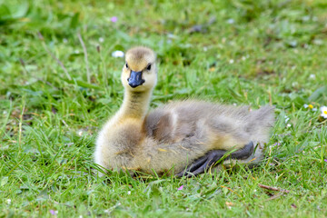 Grassy Gosling Rest 08