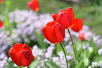 Bright beautiful tulips in contrasting sunlight on a pink bokeh background.