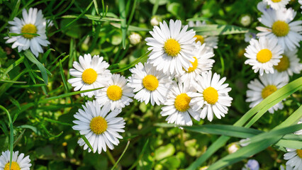 Fototapeta premium Background of grass and white daisies. Top view.