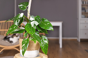 Tropical 'Philodendron White Princess' houseplant with white variegation with spots in basket pot...