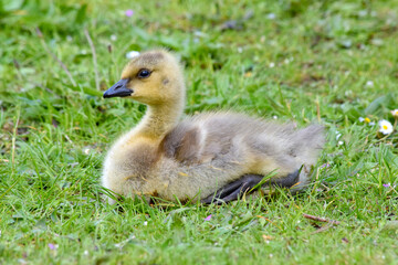 Grassy Gosling Rest 11