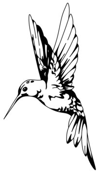 Set of 2 hand drawn flying hummingbirds on white backgroundElements for  design Stock Vector  Adobe Stock