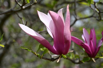 Obraz premium Pink blooming magnolia flowers close-up, beautiful natural background