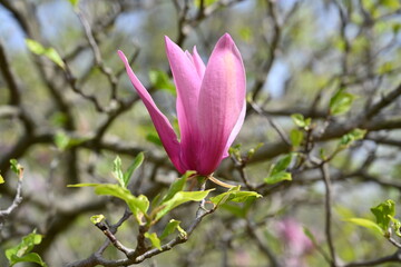 Pink blooming magnolia flowers close-up, beautiful natural background