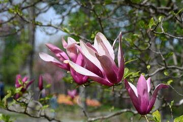 Beautiful magnolia flowers in the garden. Pink blooming magnolia flowers close-up, beautiful natural background