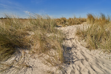 Fototapeta na wymiar beach grass on the dunes of the North Sea coast