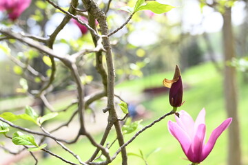 Pink blooming magnolia flowers close-up, beautiful natural background
