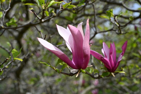 Pink blooming magnolia flowers close-up, beautiful natural background